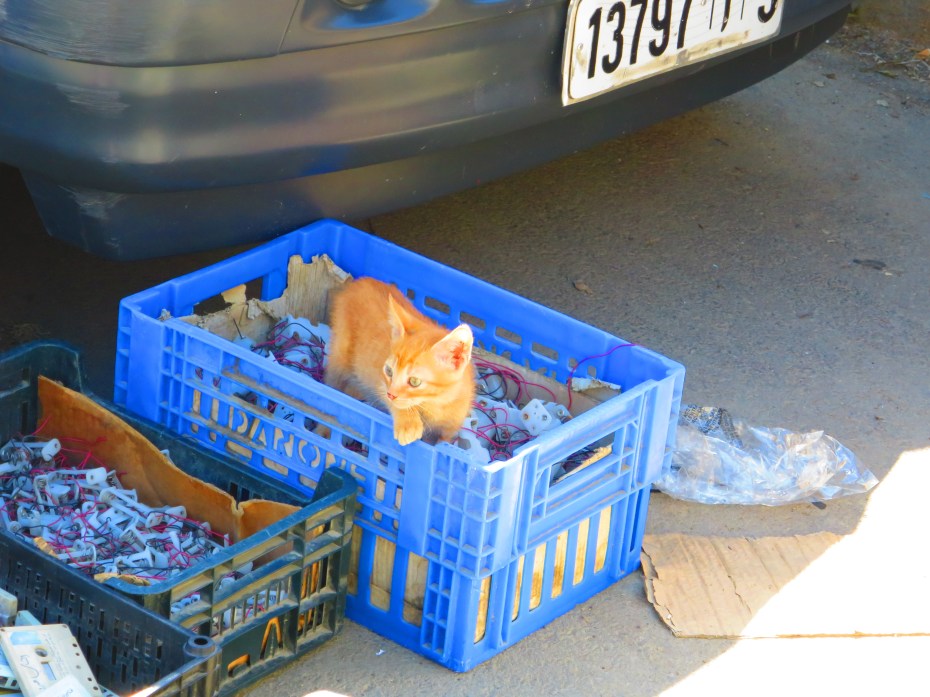 Casa_Barata_Bewacher