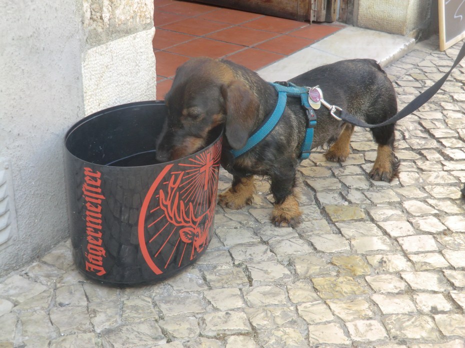 Jäger-Meister
