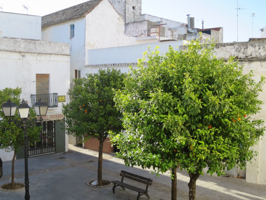 Plaza_San_Martin_Orangenbaum